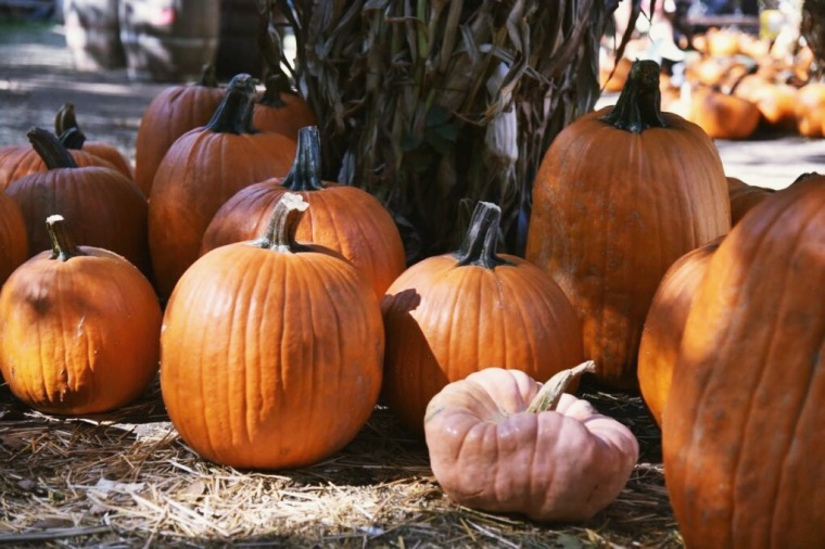 Pumpkins at a pumpkin patch